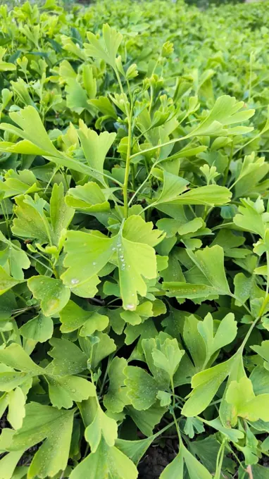 Nursery cultivation and plant development