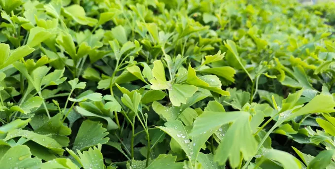 Nursery cultivation and plant development
