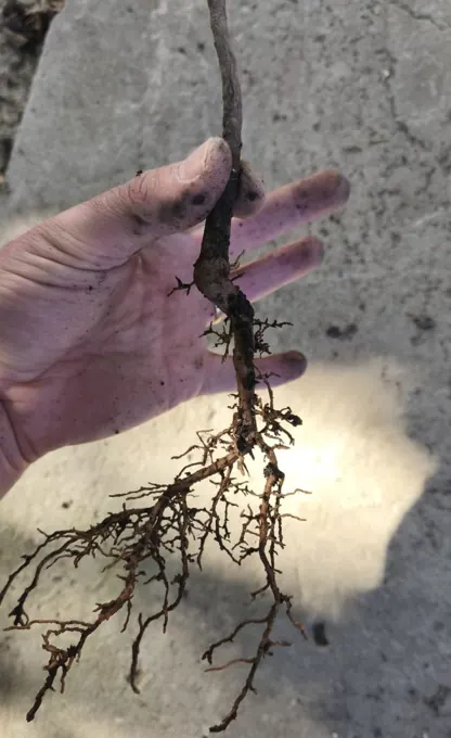 Root-system assessment and selection